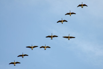 Canada Geese migrating in formation