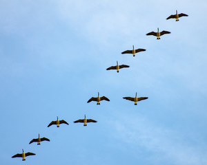 Canada Geese migrating in formation