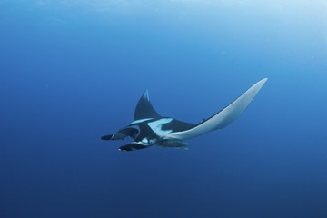giant oceanic manta ray, manta birostris