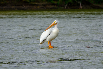 Fototapeta na wymiar Pelican standing on a rock in the middle of the Assiniboine River