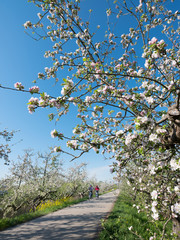 blossoming apple trees under blue sky along dike in holland near geldermalsen in dutch betuwe