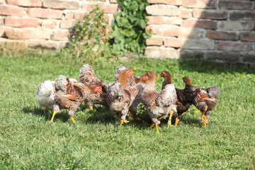 Fototapeta na wymiar Nice hen moving in the garden