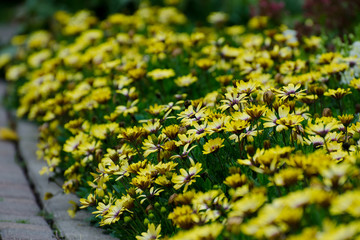 yellow and white and purple flowers