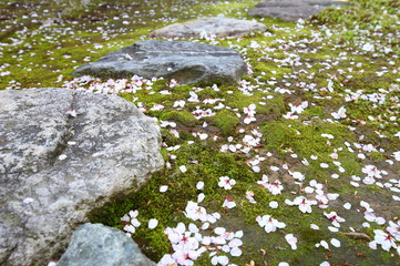 Japanese cherry blossom fallen leaves garden background