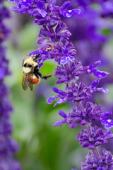 bee on lavender