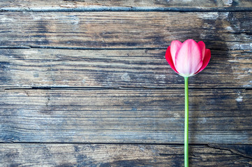 Fototapeta na wymiar pink tulip on old wooden background