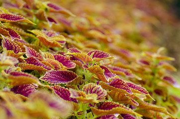 coleus plant leaves close-up