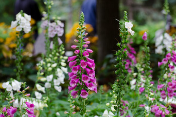 flowers in the garden