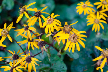 bee on yellow flower