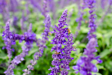 Obraz premium Honey bees searching for pollen on Purple Caradonna sage flowers