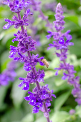 Honey bees searching for pollen on Purple Caradonna sage flowers