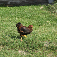Nice hen moving in the garden