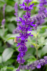 Honey bees searching for pollen on Purple Caradonna sage flowers