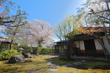 Japanese traditional garden cherry blossom Kanazawa Japan
