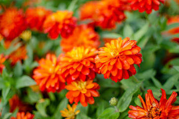 Red orange and yellow zinnias