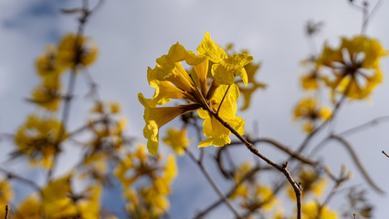 Obraz premium Spring flower