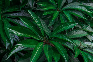 green nature background,green leaf dark tone