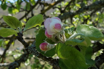 apfelblüte geschloßen