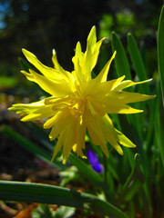 Narzissenblüte im Morgenlicht