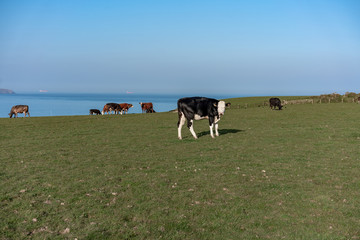 herd of cows grazing in field