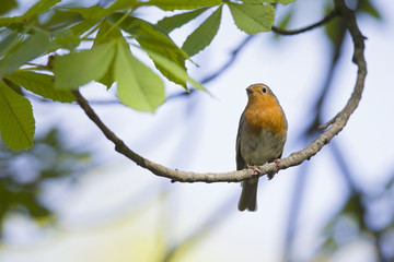 An adult European robin (Erithacus rubecula) perched on a tree branch in a city park of Berlin. In a tree with green leafs.