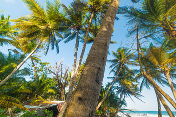 Palm trees by the sea in Grande Anse beach
