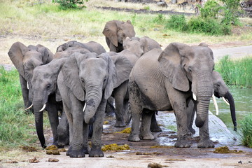 elephants drinking from bridge,Kruger national park South Africa