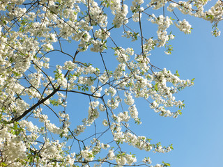 white cherry blossom in bright sunlight against a vibrant blue sky