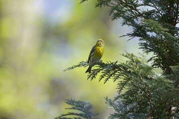 An adult european serin (Serinus serinus)  perched on a tree branch in a city park of Berlin.In a tree with yellow leafs.