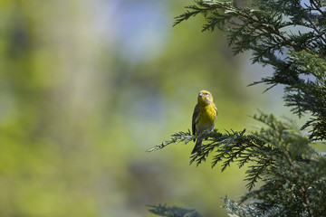 An adult european serin (Serinus serinus)  perched on a tree branch in a city park of Berlin.In a tree with yellow leafs.