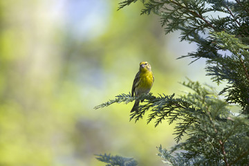 An adult european serin (Serinus serinus)  perched on a tree branch in a city park of Berlin.In a tree with yellow leafs.