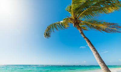 Coconut palm tree leaning over the sea in Raisins Clairs beach