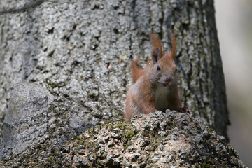 An adult Eurasian red squirrel Sciurus vulgaris perched on a tree branch in a city park of Berlin.