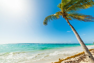 Palm tree leaning over the sea in Raisins Clairs beach