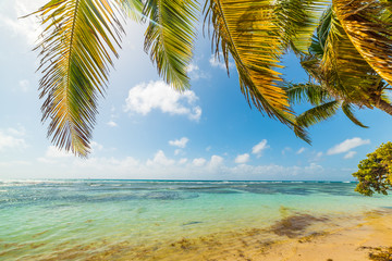 Fototapeta na wymiar Palm trees in Bois Jolan beach in Guadeloupe