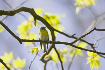 An adult european serin (Serinus serinus)  perched on a tree branch in a city park of Berlin.In a tree with yellow leafs.