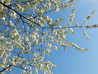 white cherry blossom in bright sunlight against a vibrant blue sky