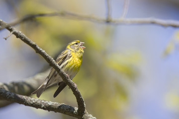 An adult european serin (Serinus serinus)  perched on a tree branch in a city park of Berlin.In a tree with yellow leafs.