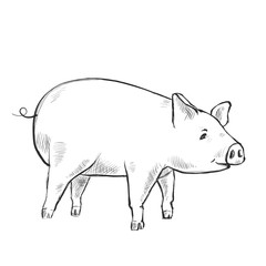 Contour Line Drawing. Funny pig. Hand-drawn. Coloring for kids. - 263946848