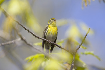 An adult european serin (Serinus serinus)  perched on a tree branch in a city park of Berlin.In a tree with yellow leafs.