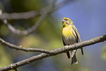 An adult european serin (Serinus serinus)  perched on a tree branch in a city park of Berlin.In a tree with yellow leafs.