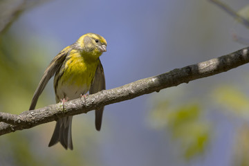 An adult european serin (Serinus serinus)  perched on a tree branch in a city park of Berlin.In a tree with yellow leafs.