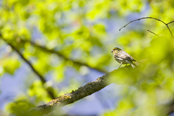 An adult european serin (Serinus serinus)  perched on a tree branch in a city park of Berlin.In a tree with yellow leafs.