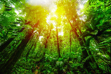 Fototapeta na wymiar Tall trees in Basse Terre jungle under a warm sun at sunset