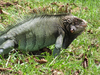 Fototapeta premium lizard