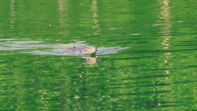Asian water monitor from mangrove forests swims in the emerald river.The camera looks at him at zoom