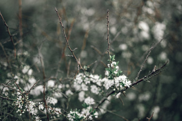 small wild flowers in the forest