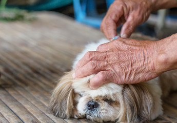 Rabies vaccines Dog got a vaccination against the rabies, hydrophobia was readily available.