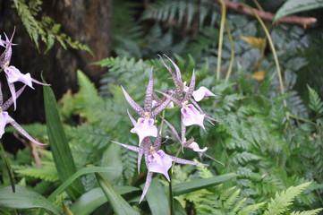 Orchid