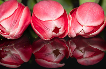 Pink. Reflection. Tulips. Flowers. Spring. Macro